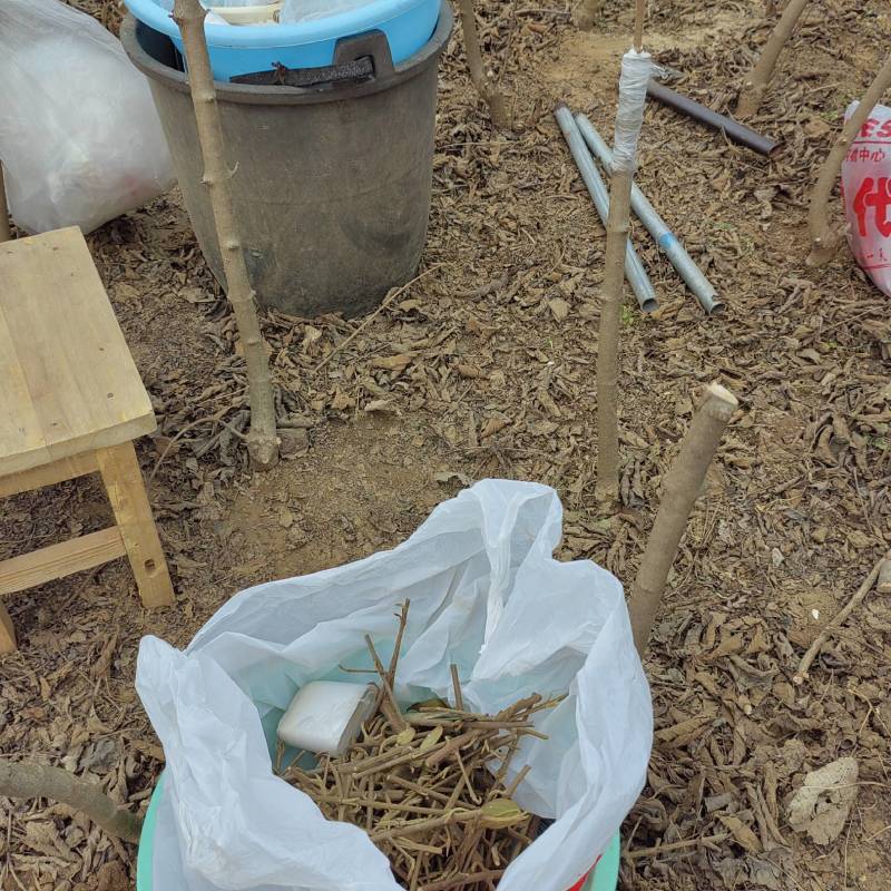 中华木绣球斗球麻叶绣球荚蒾绣球欧洲绣球大花绣球木本绣球