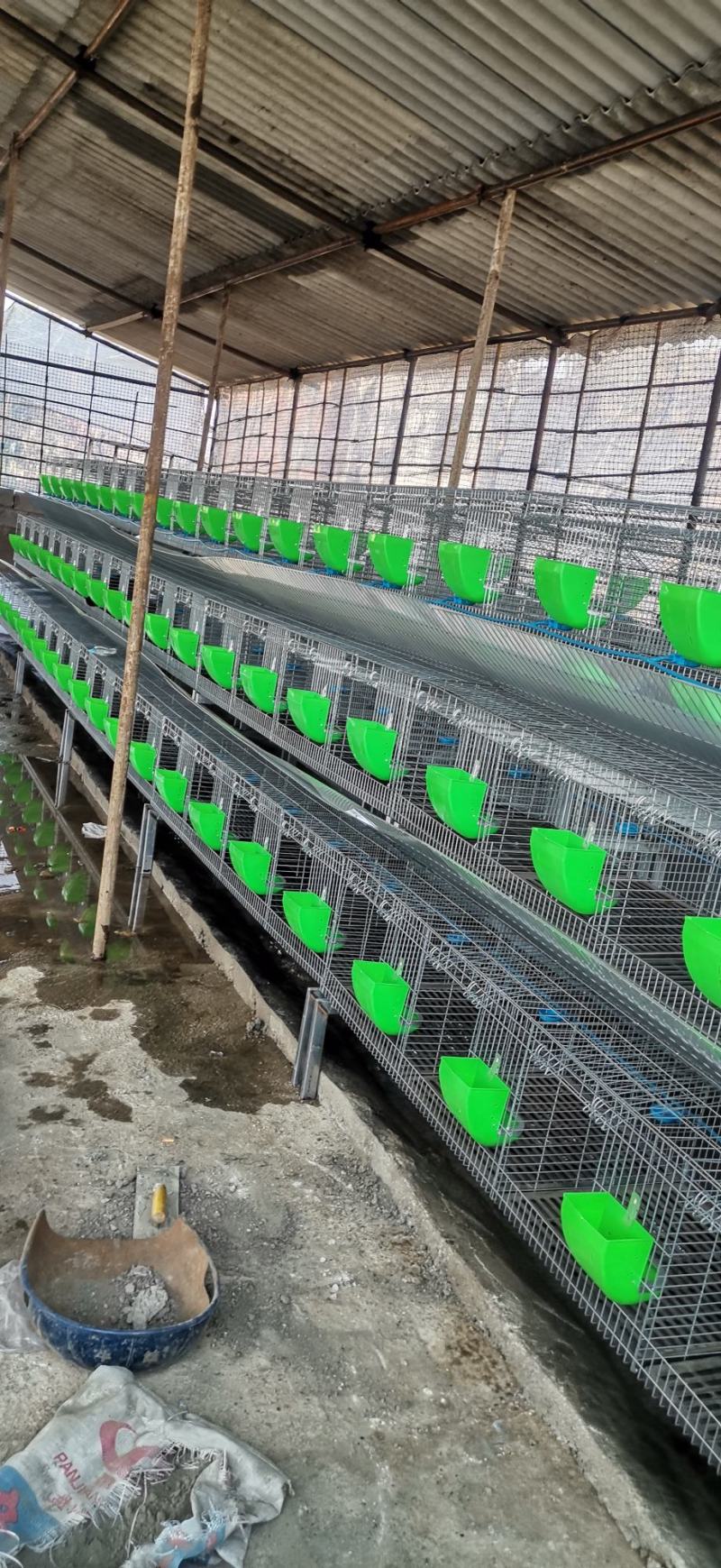 肉兔兔子活物白兔宠物家养肉兔可批发可零售欢迎来观摩