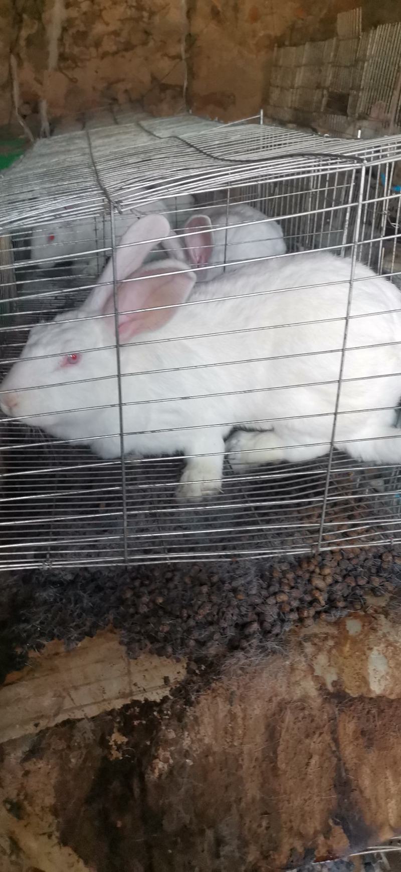肉兔兔子活物白兔宠物家养肉兔可批发可零售欢迎来观摩