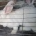 肉兔兔子活物白兔宠物家养肉兔可批发可零售欢迎来观摩