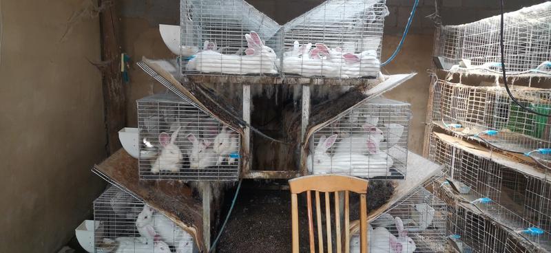 肉兔兔子活物白兔宠物家养肉兔可批发可零售欢迎来观摩