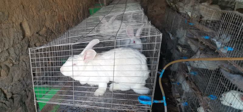 肉兔兔子活物白兔宠物家养肉兔可批发可零售欢迎来观摩