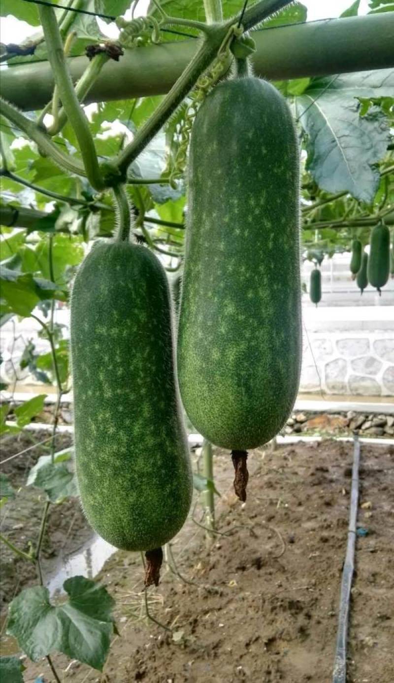 水果节瓜玉玲珑3号节瓜种子可生吃的高档节瓜新品种