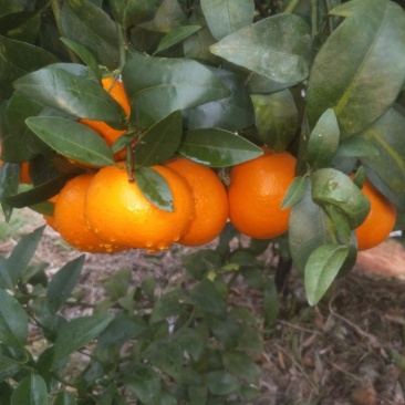 广西沃柑产生大量批发供应优质沃柑