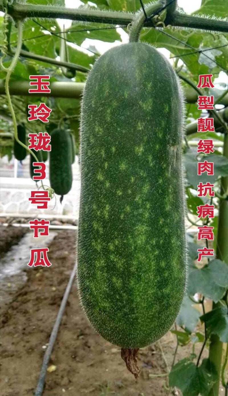水果节瓜玉玲珑3号节瓜种子可生吃的高档节瓜新品种