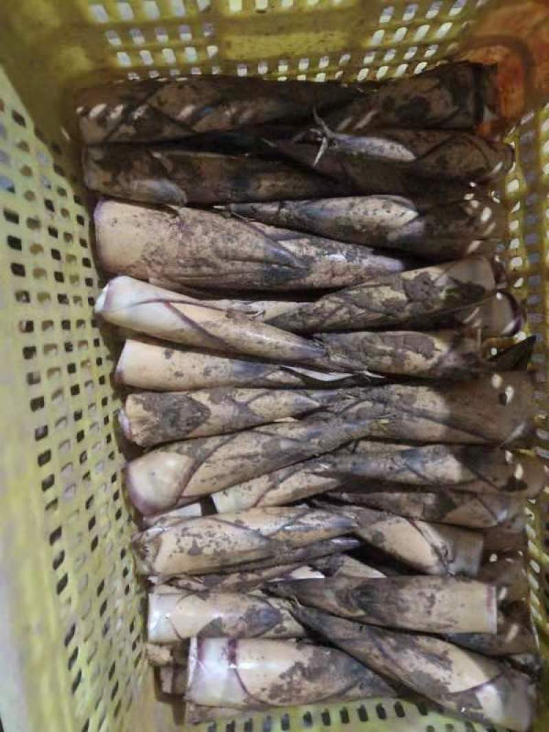 甜笋开始发货了配送全国餐饮酒店支持一件代发没苦味