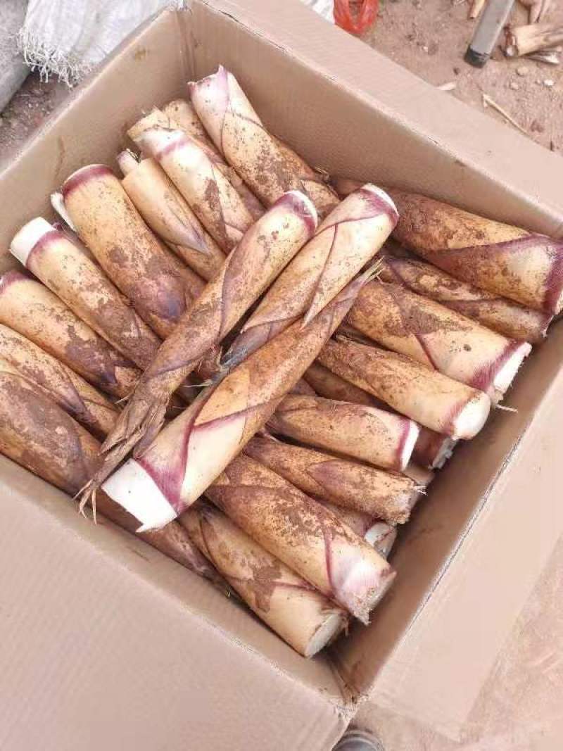 甜笋开始发货了配送全国餐饮酒店支持一件代发没苦味