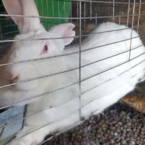 肉兔兔子活物白兔宠物家养肉兔可批发可零售欢迎来观摩