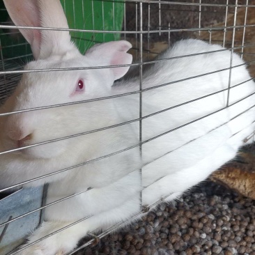 肉兔兔子活物白兔宠物家养肉兔可批发可零售欢迎来观摩