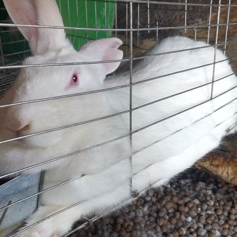 肉兔兔子活物白兔宠物家养肉兔可批发可零售欢迎来观摩