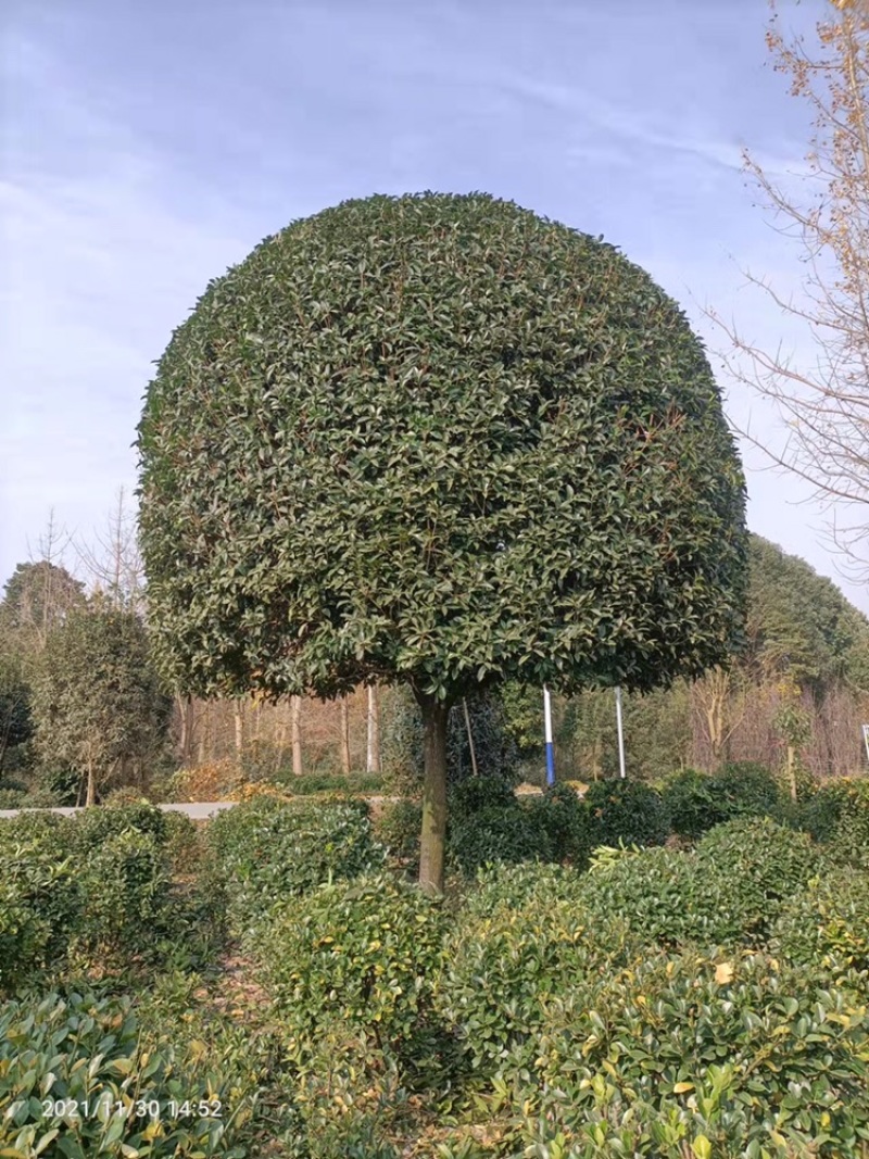 大量出售桂花12-15四川基地直供精品桂花/通货桂花