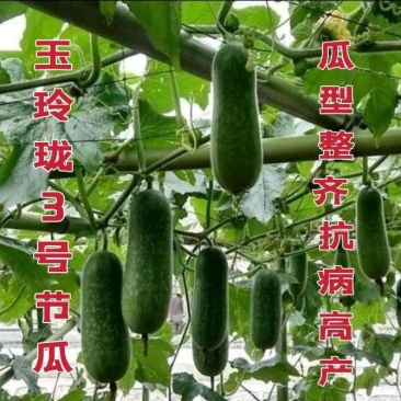 水果节瓜玉玲珑3号节瓜种子可生吃的高档节瓜新品种