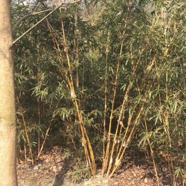 琴丝竹，成都郫县琴丝竹货源充足，诚信经营，琴丝竹价格