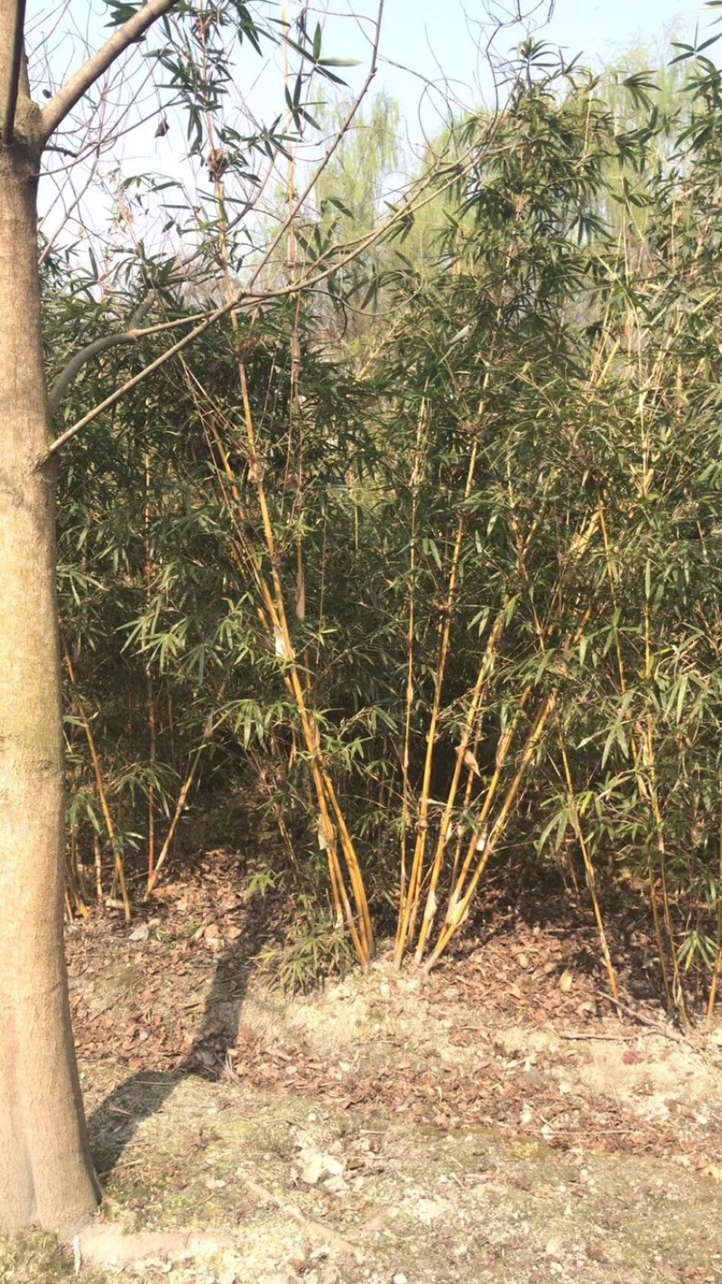 琴丝竹，成都郫县琴丝竹货源充足，诚信经营，琴丝竹价格