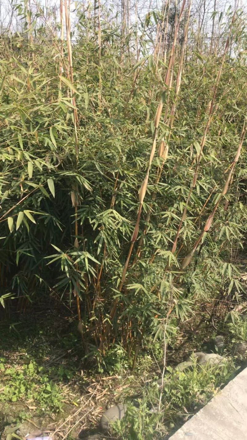琴丝竹，成都郫县琴丝竹货源充足，诚信经营，琴丝竹价格