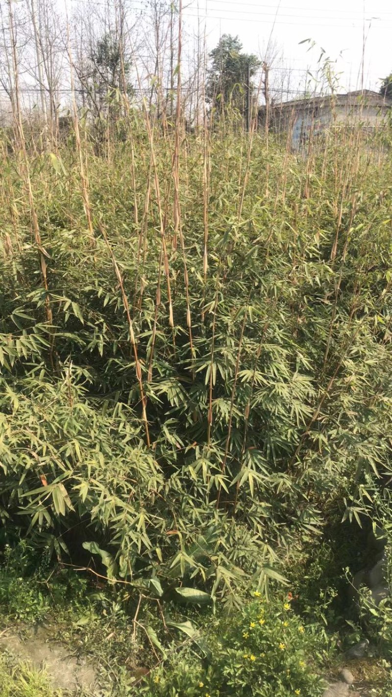 琴丝竹，成都郫县琴丝竹货源充足，诚信经营，琴丝竹价格