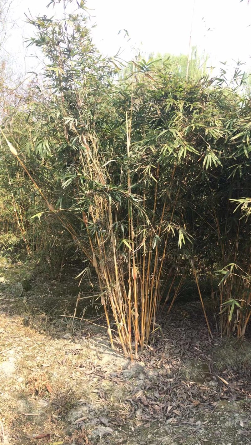 琴丝竹，成都郫县琴丝竹货源充足，诚信经营，琴丝竹价格