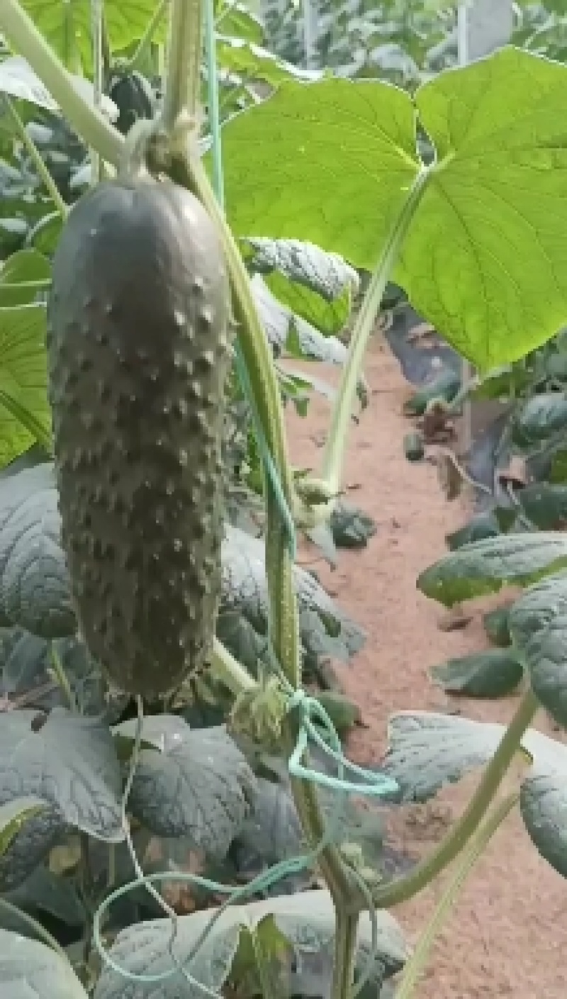 山东潍坊黄瓜水果黄瓜俄罗斯的玛莎大量有货量大从优