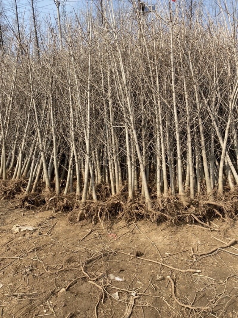 银杏苗-白菜价销售，想不到的低价清地处理！