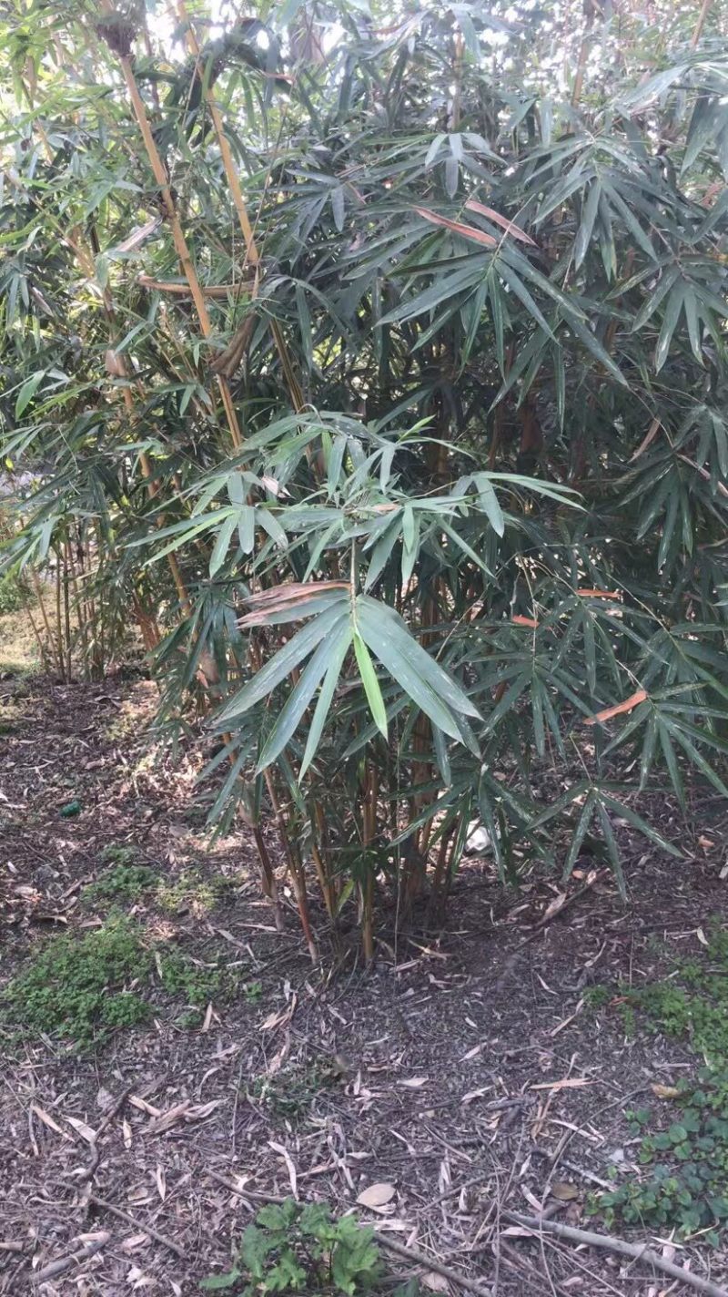 琴丝竹，成都郫县琴丝竹货源充足，诚信经营，琴丝竹价格