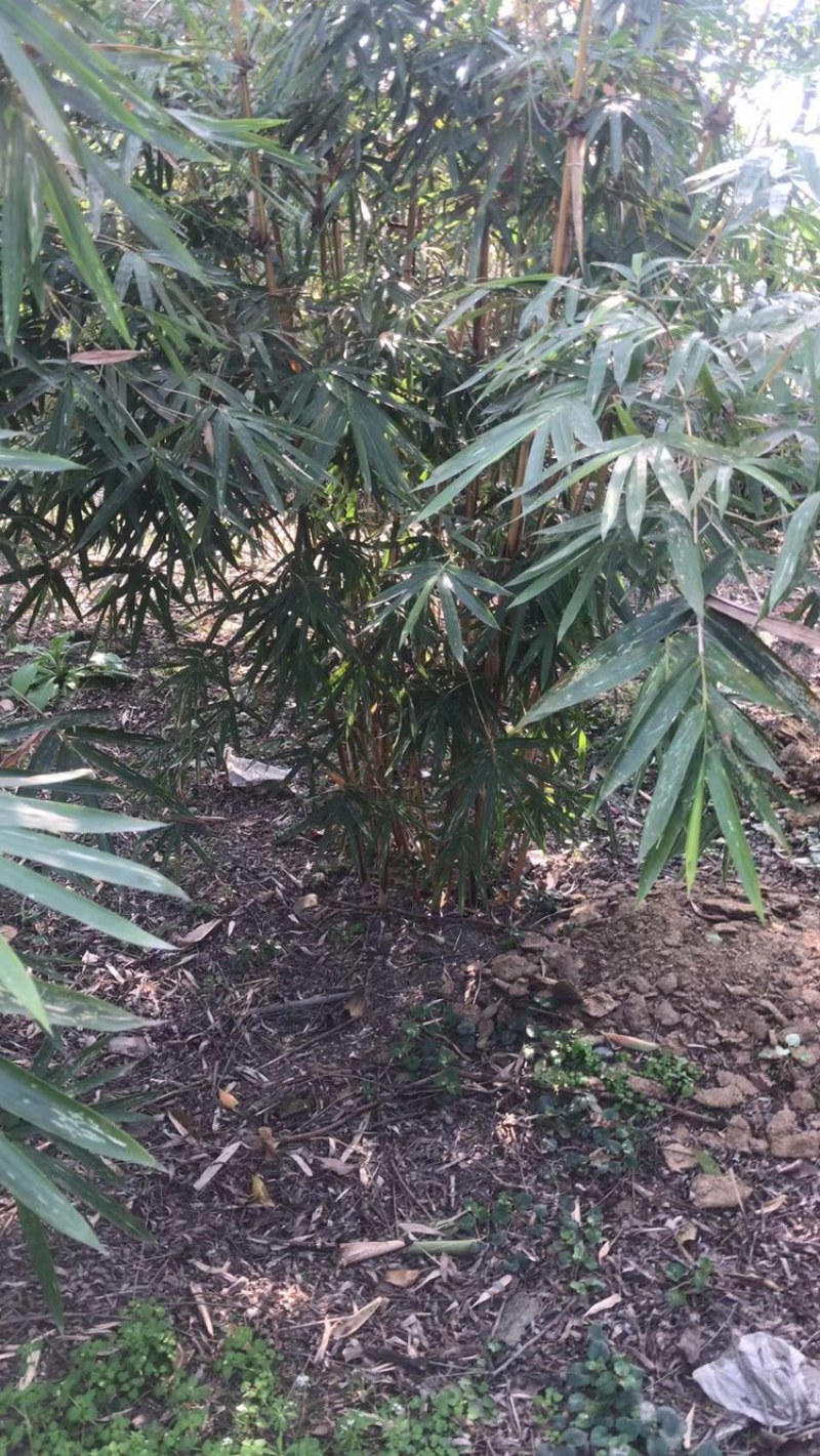 琴丝竹，成都郫县琴丝竹货源充足，诚信经营，琴丝竹价格