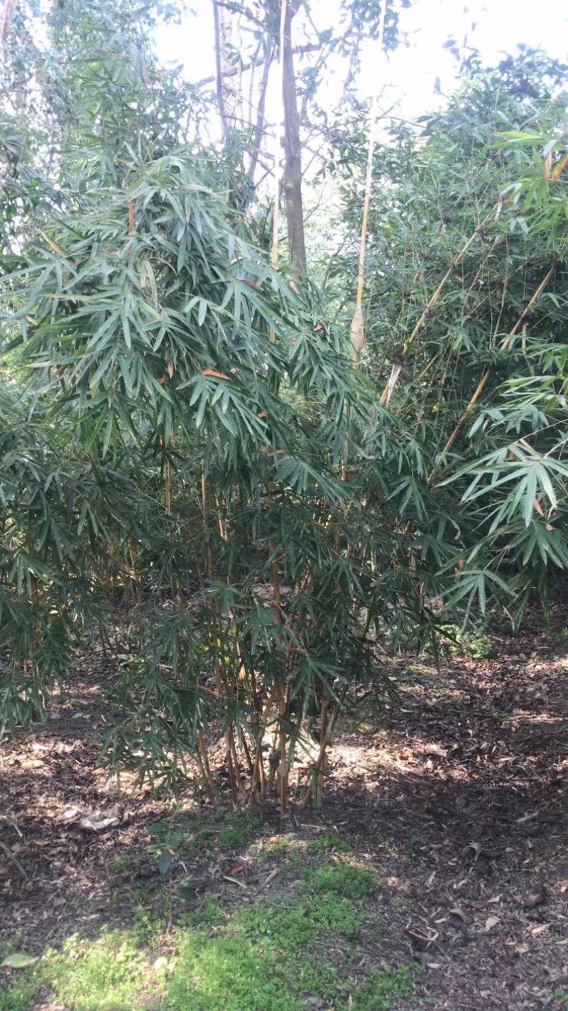 琴丝竹，成都郫县琴丝竹货源充足，诚信经营，琴丝竹价格