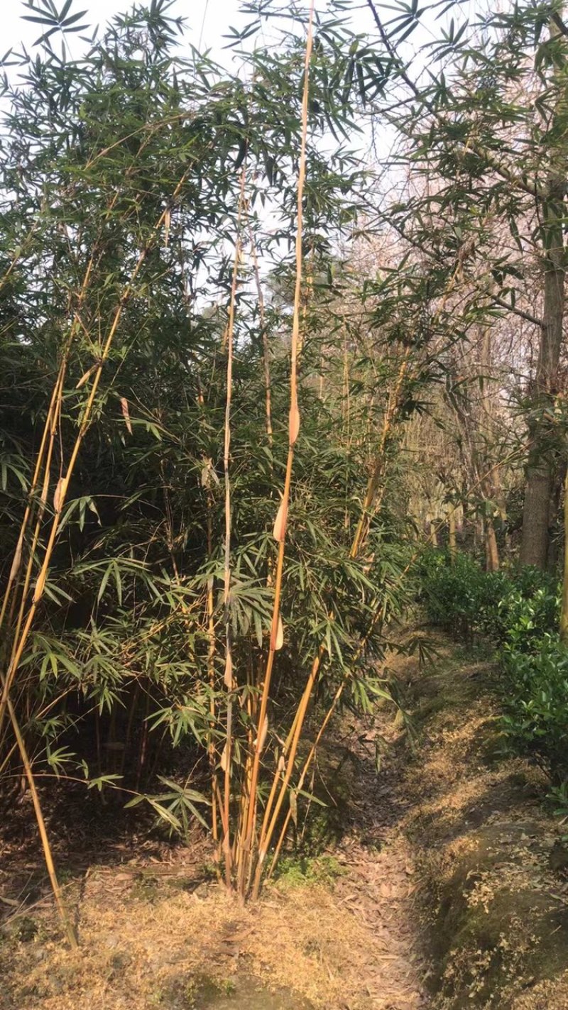 琴丝竹，成都郫县琴丝竹货源充足，诚信经营，琴丝竹价格