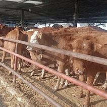 广西鲁西黄牛养殖场鲁西黄牛价格鲁西黄牛养殖鲁西黄牛繁育场