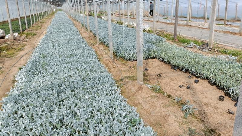 银叶菊小苗，园林景观绿化地被苗，坤盛花卉基地