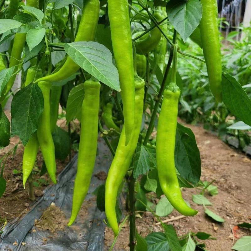 辣椒苗基地直供线椒螺丝椒红黄彩椒尖椒薄皮泡椒