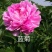 芍药花苗抗寒易活盆栽根块带芽菏泽重瓣大花四季花卉室内庭院