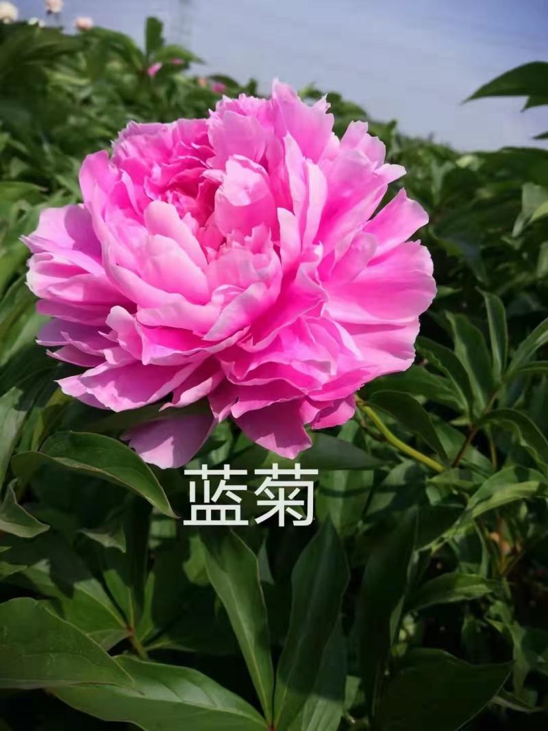芍药花苗抗寒易活盆栽根块带芽菏泽重瓣大花四季花卉室内庭院