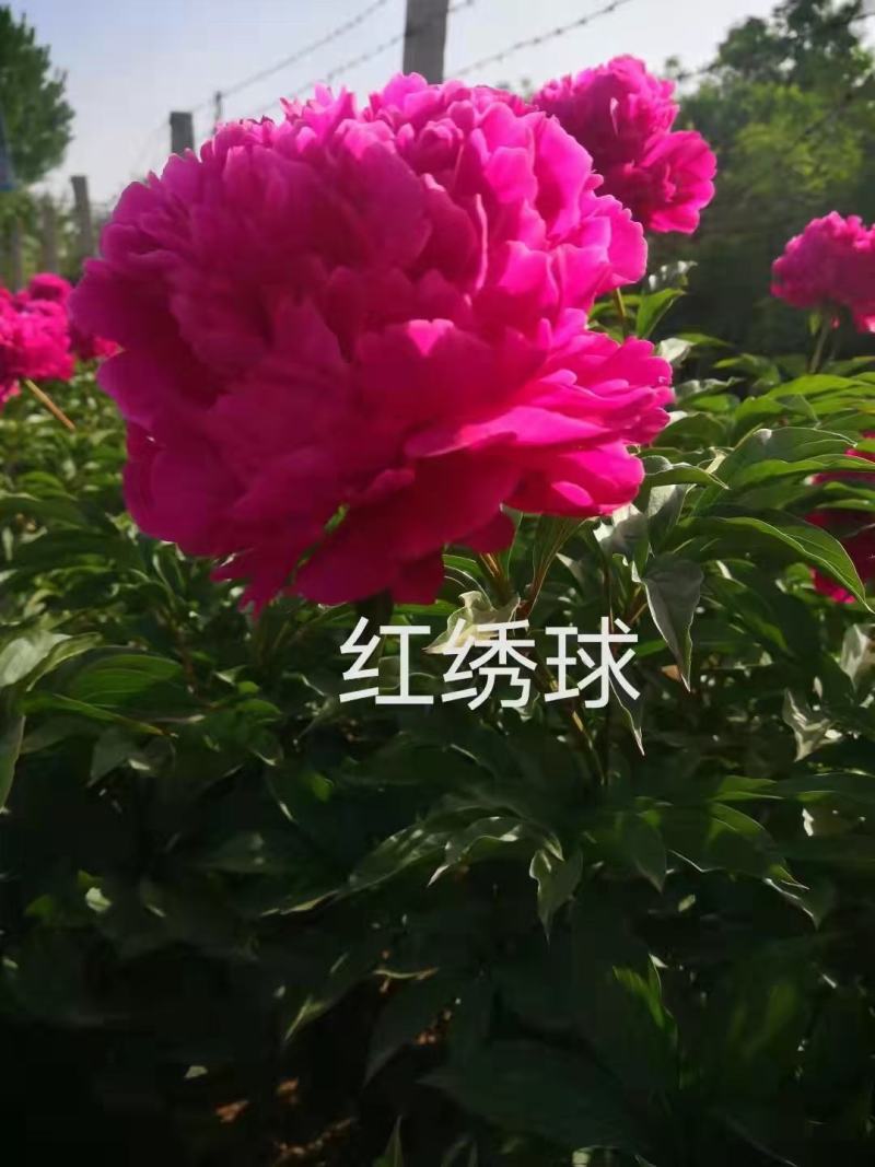 芍药花苗抗寒易活盆栽根块带芽菏泽重瓣大花四季花卉室内庭院