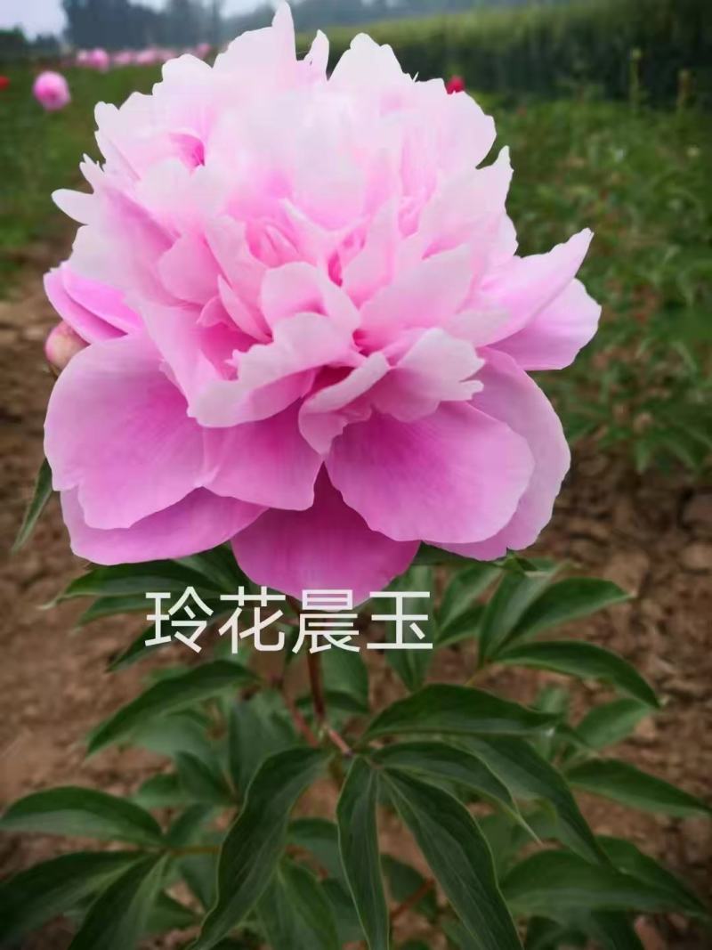 芍药花苗抗寒易活盆栽根块带芽菏泽重瓣大花四季花卉室内庭院