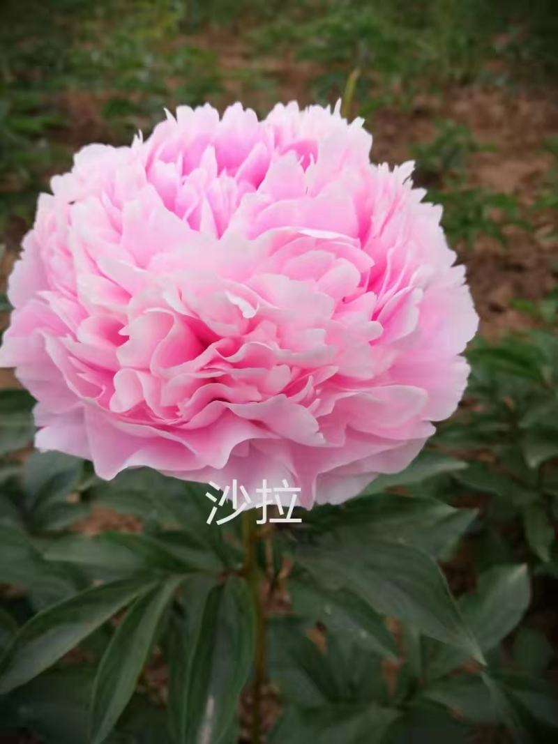 芍药花苗抗寒易活盆栽根块带芽菏泽重瓣大花四季花卉室内庭院