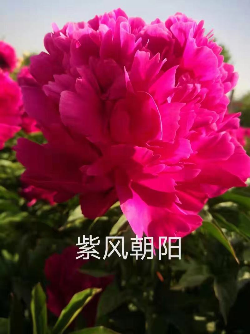 芍药花苗抗寒易活盆栽根块带芽菏泽重瓣大花四季花卉室内庭院