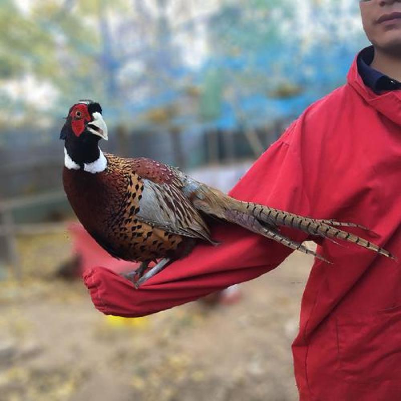 纯粮散养七彩山鸡，快递包邮包括到家，要的速度联系