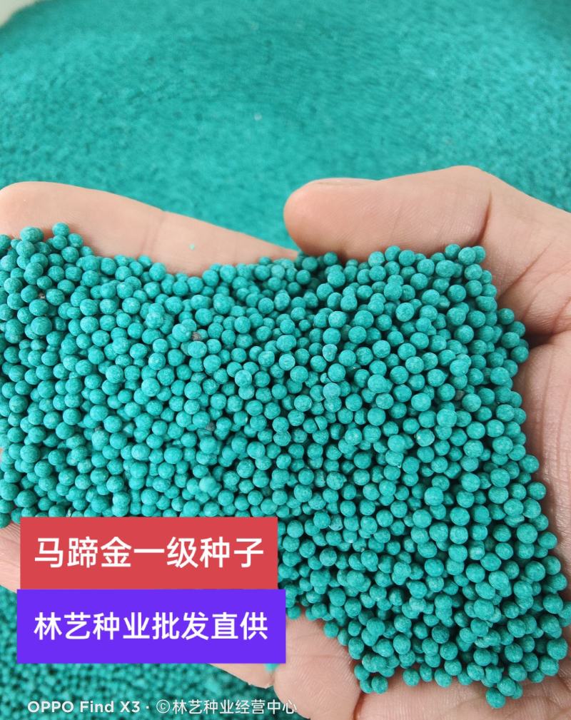 马蹄金种子草籽草坪种子小金钱草铜钱草种子易种常青耐高温