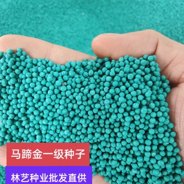 马蹄金种子绿化草坪牧草种子草籽四季易种易活耐活品种