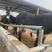 德州毛驴，全国免费送货提供养殖技术包回收。