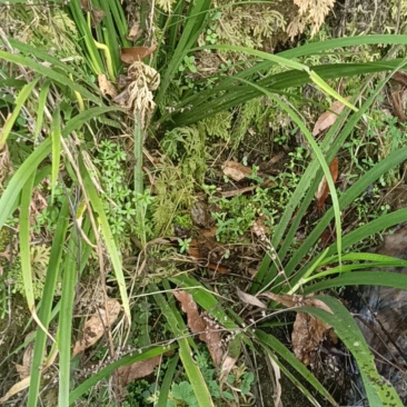 正宗安徽大别山区野生鲜活石菖蒲，干纯无毛须杂物