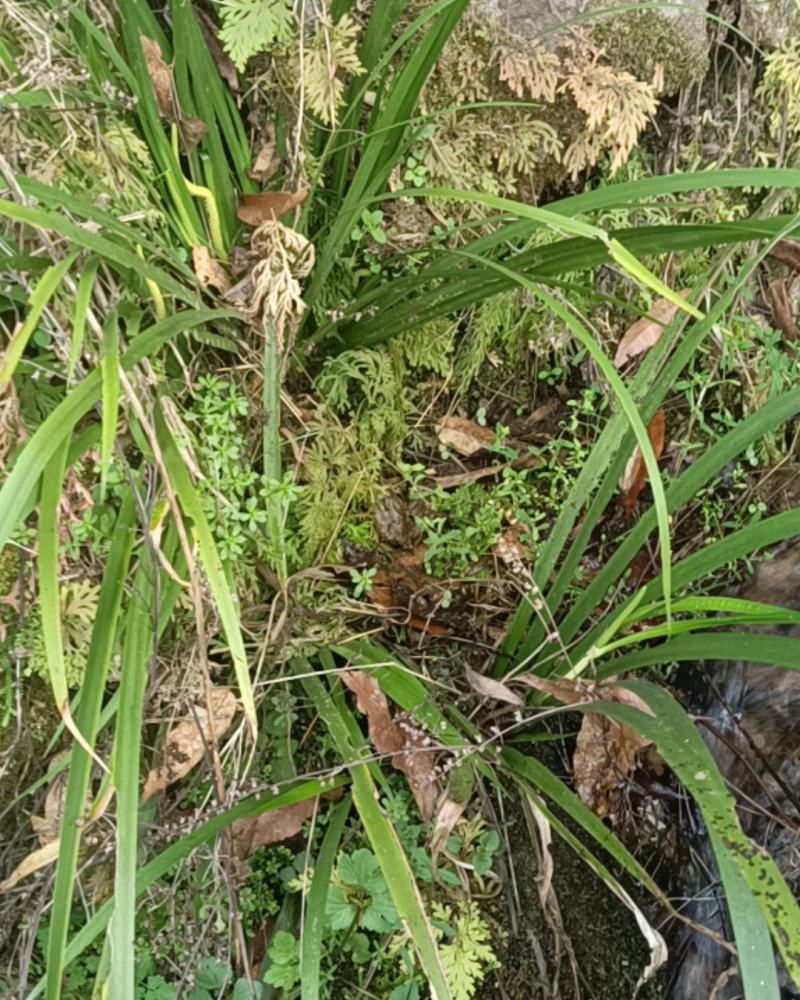 正宗安徽大别山区野生鲜活石菖蒲，干纯无毛须杂物