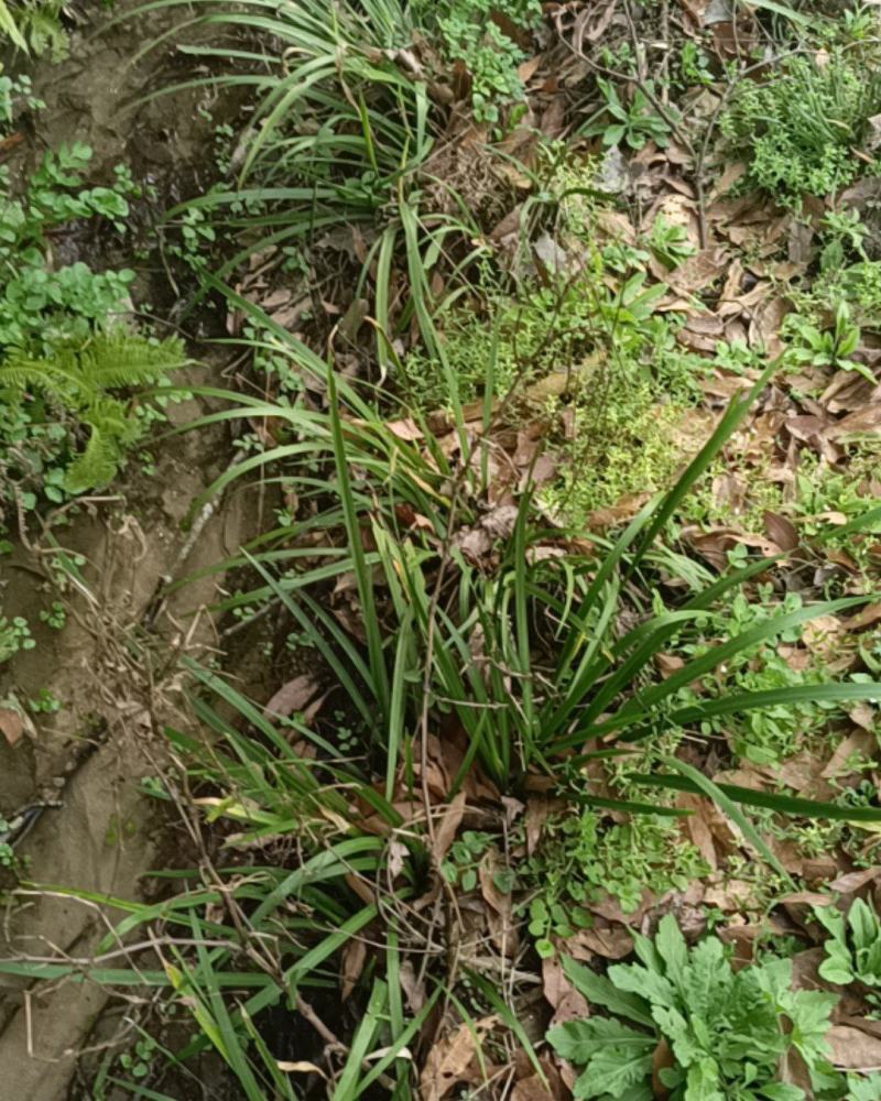 正宗安徽大别山区野生鲜活石菖蒲，干纯无毛须杂物