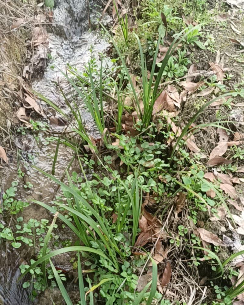 正宗安徽大别山区野生鲜活石菖蒲，干纯无毛须杂物