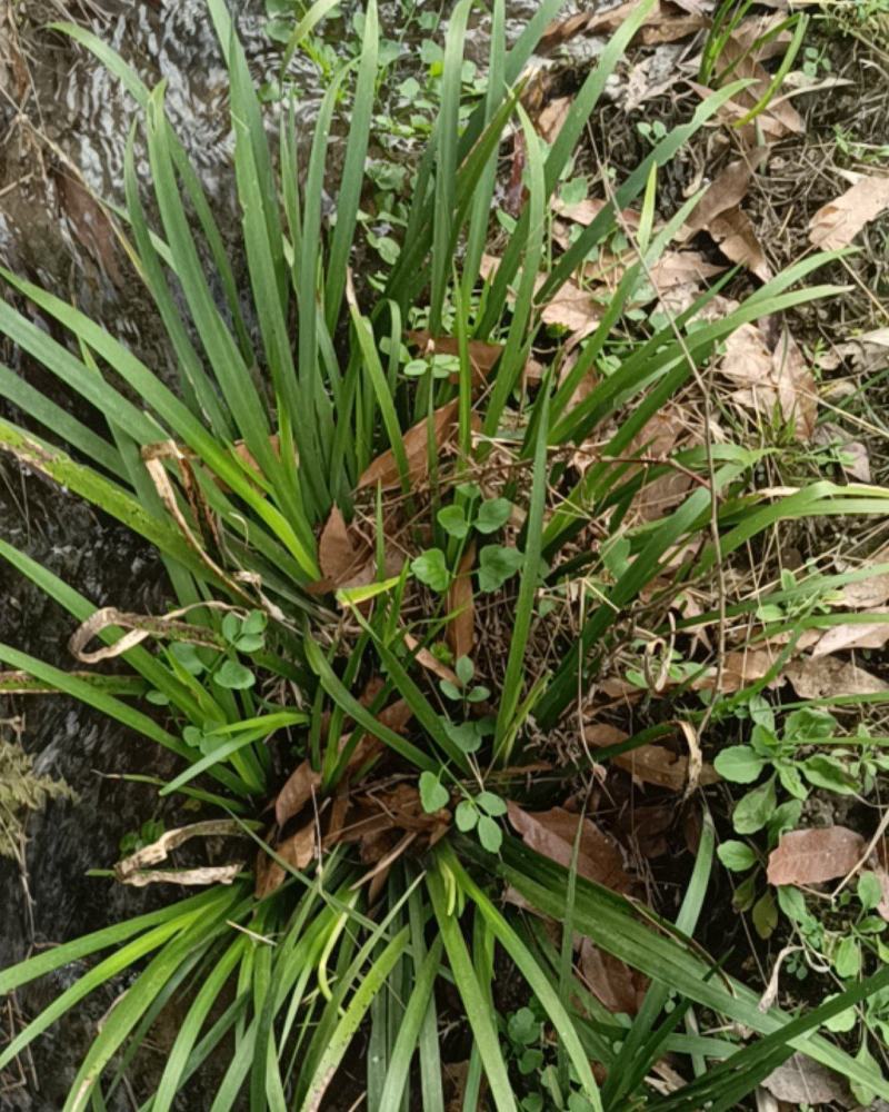 正宗安徽大别山区野生鲜活石菖蒲，干纯无毛须杂物