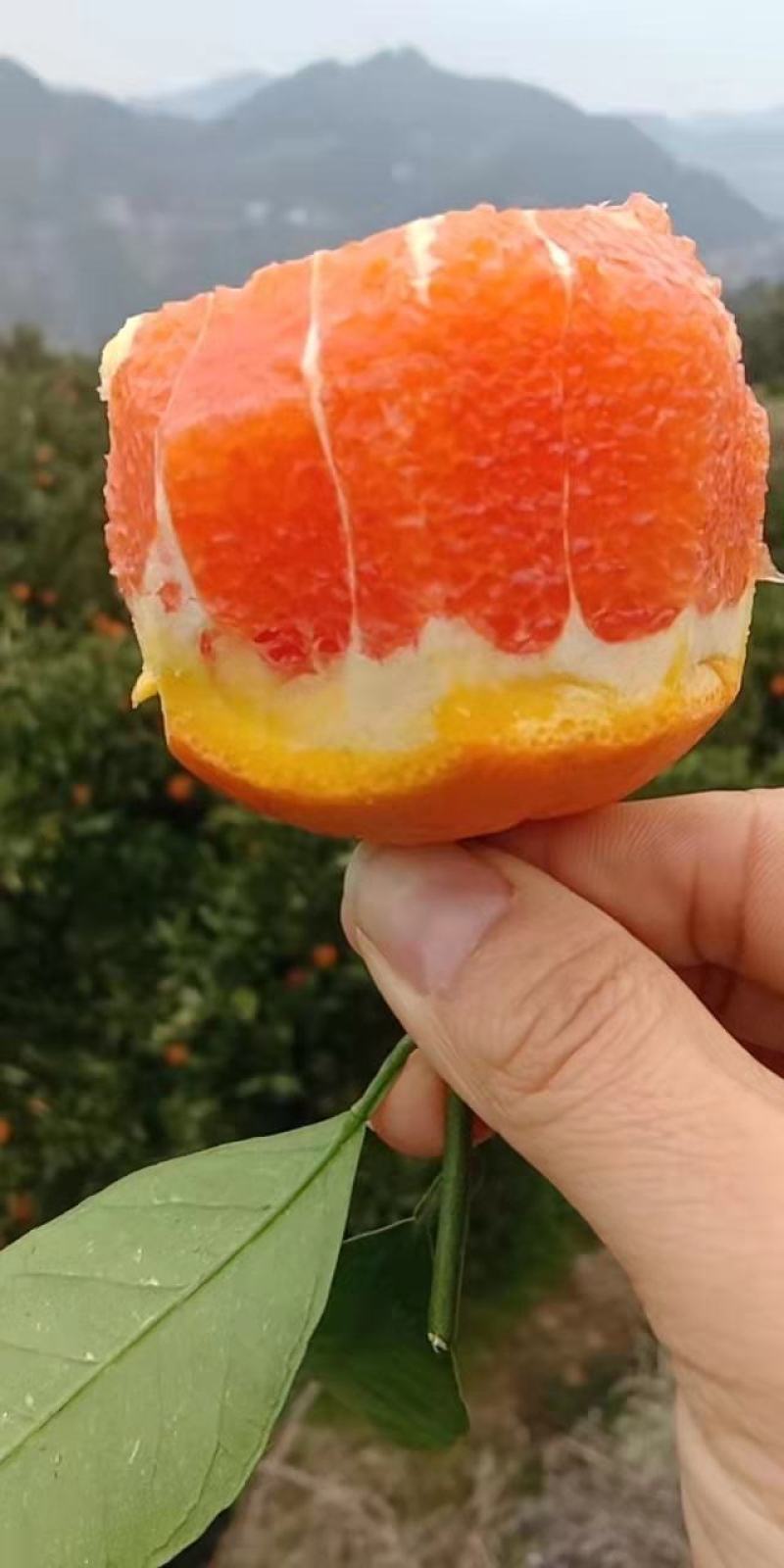 橙子