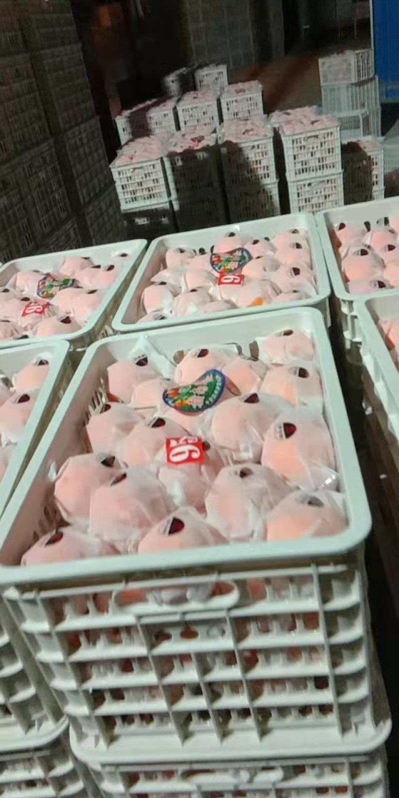 橙子