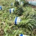 安徽红尖叶莴苣大棚种植货源充足欢迎新老客户咨询订购