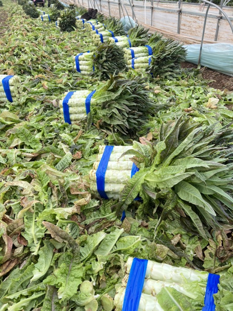 安徽红尖叶莴苣大棚种植货源充足欢迎新老客户咨询订购