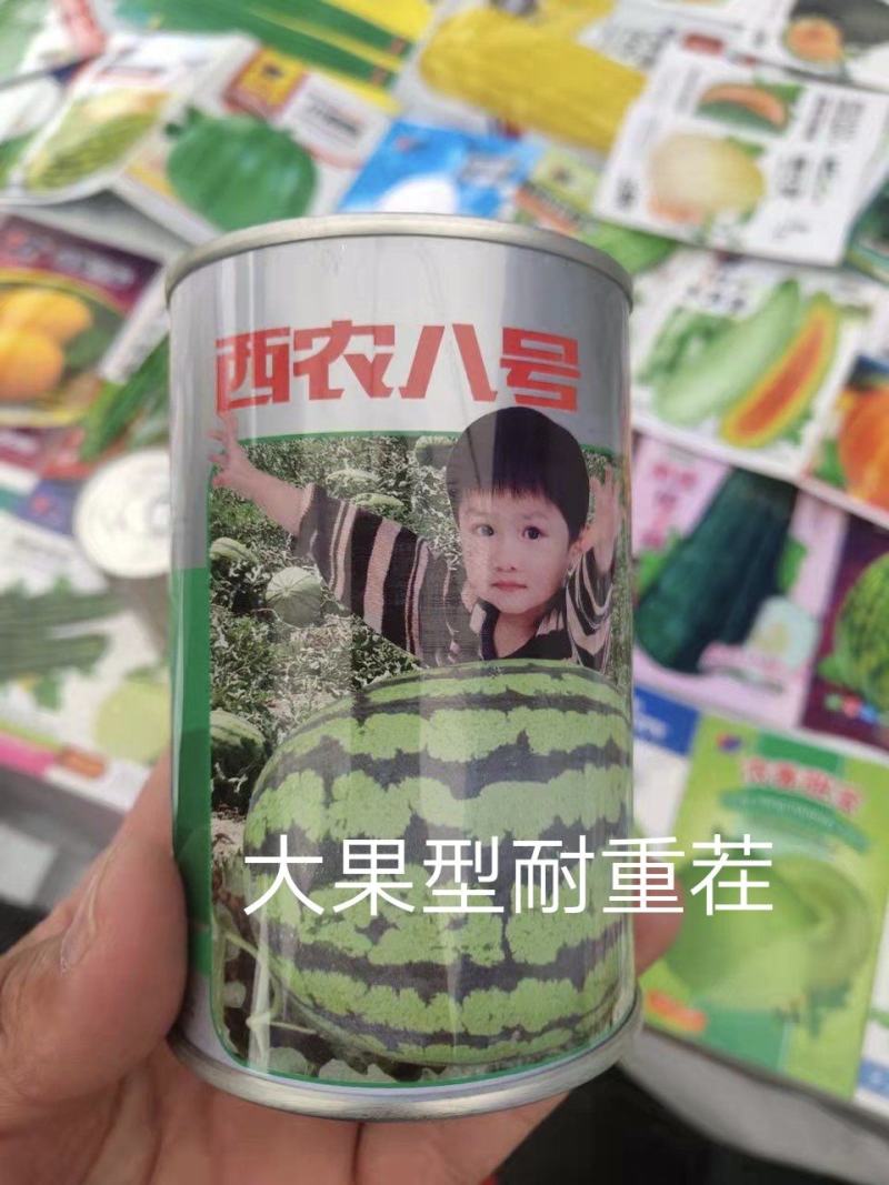 西农八号懒汉西瓜种子易管理含糖14度亩产14000斤皮薄
